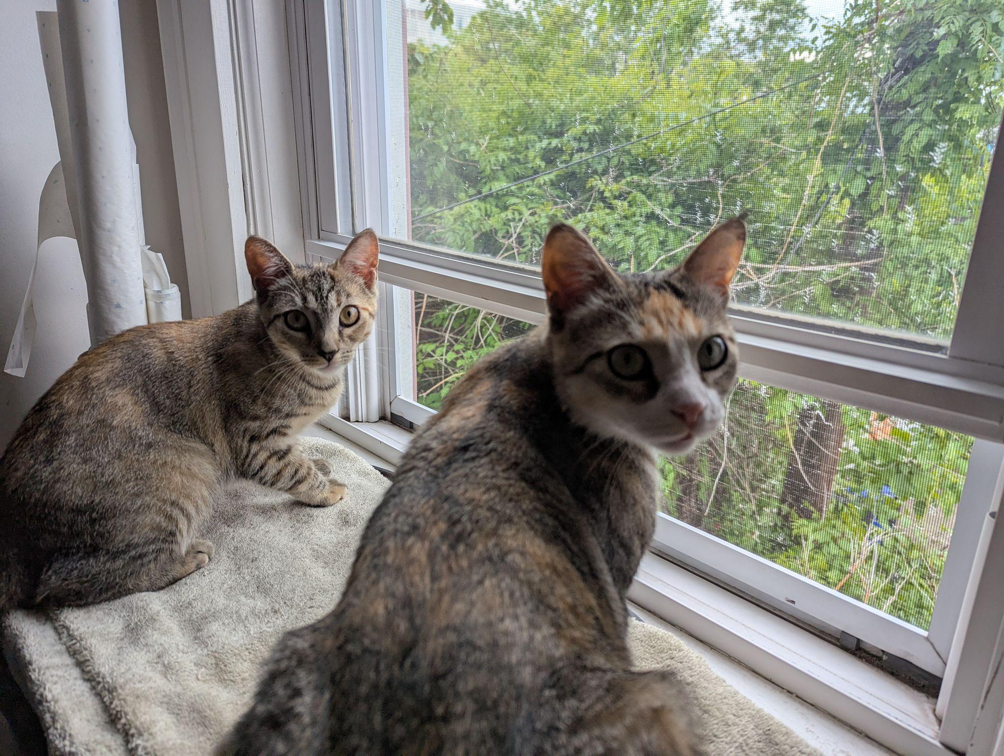 Abbey, Adoptable, Kitten Female Domestic Short Hair.