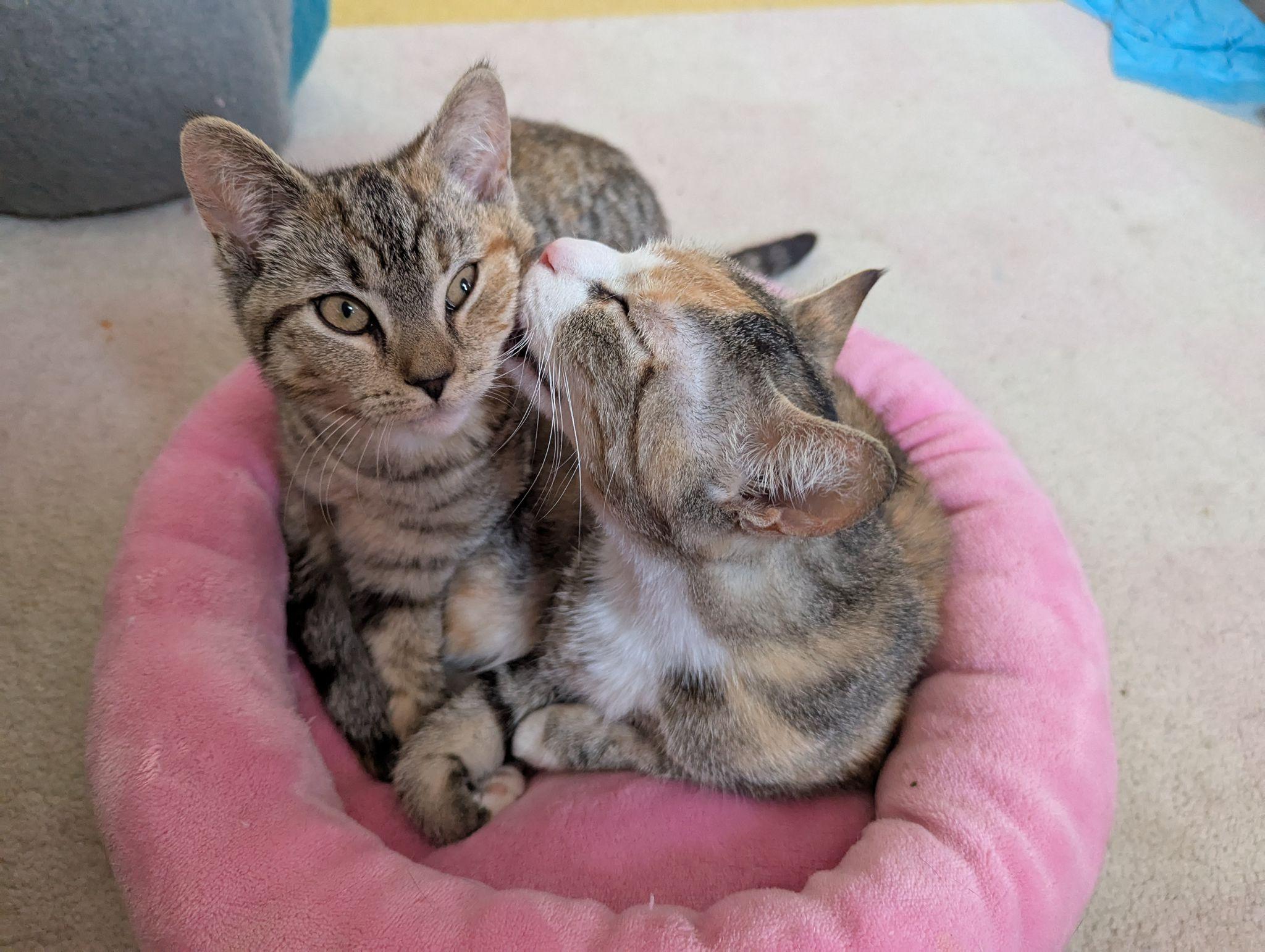 Abbey, a Adoptable Domestic Short Hair in Jersey City, NJ image 1/6