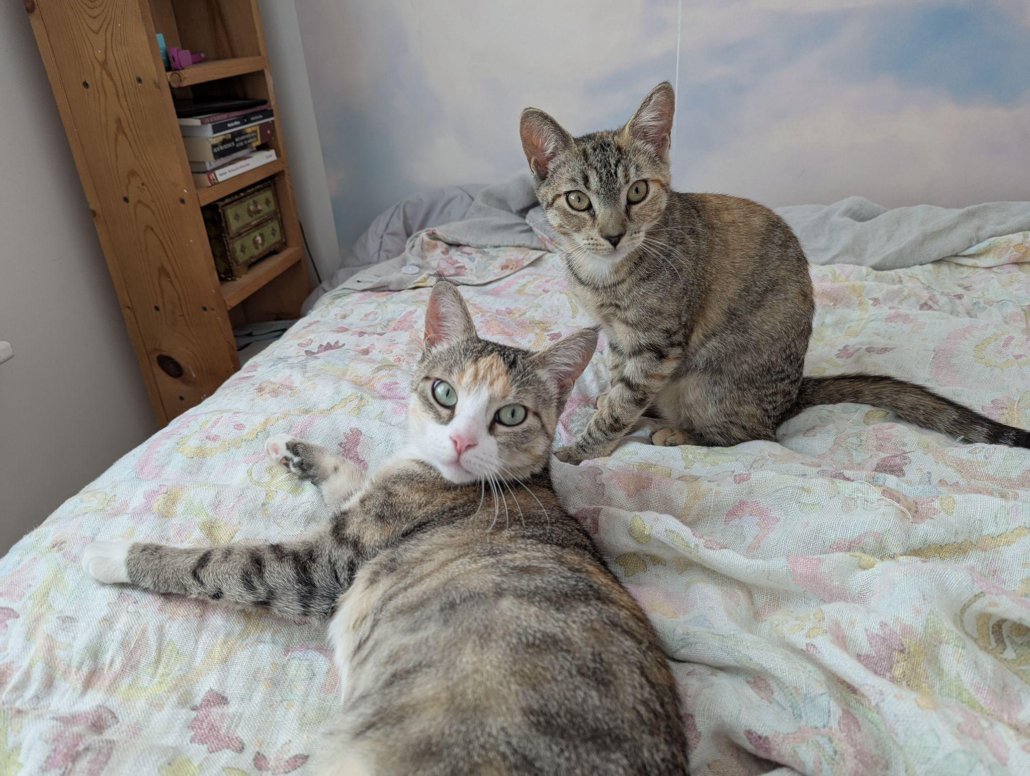 Abbey, Adoptable, Kitten Female Domestic Short Hair.