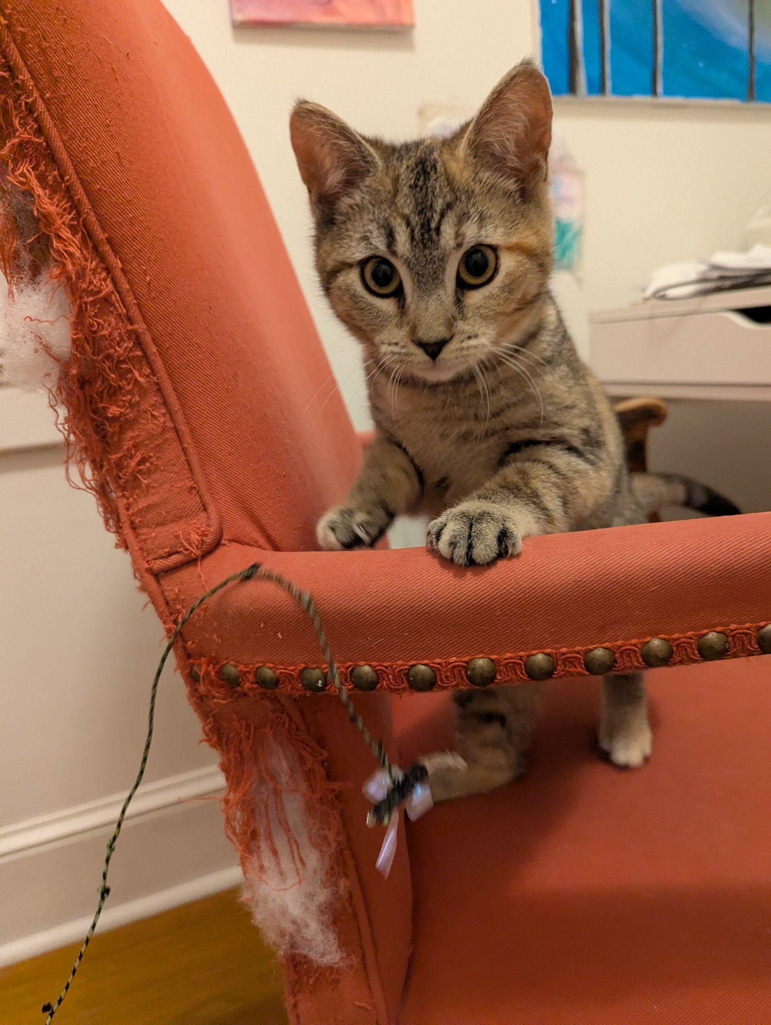 Abbey, a Adoptable Domestic Short Hair in Jersey City, NJ image 4/6