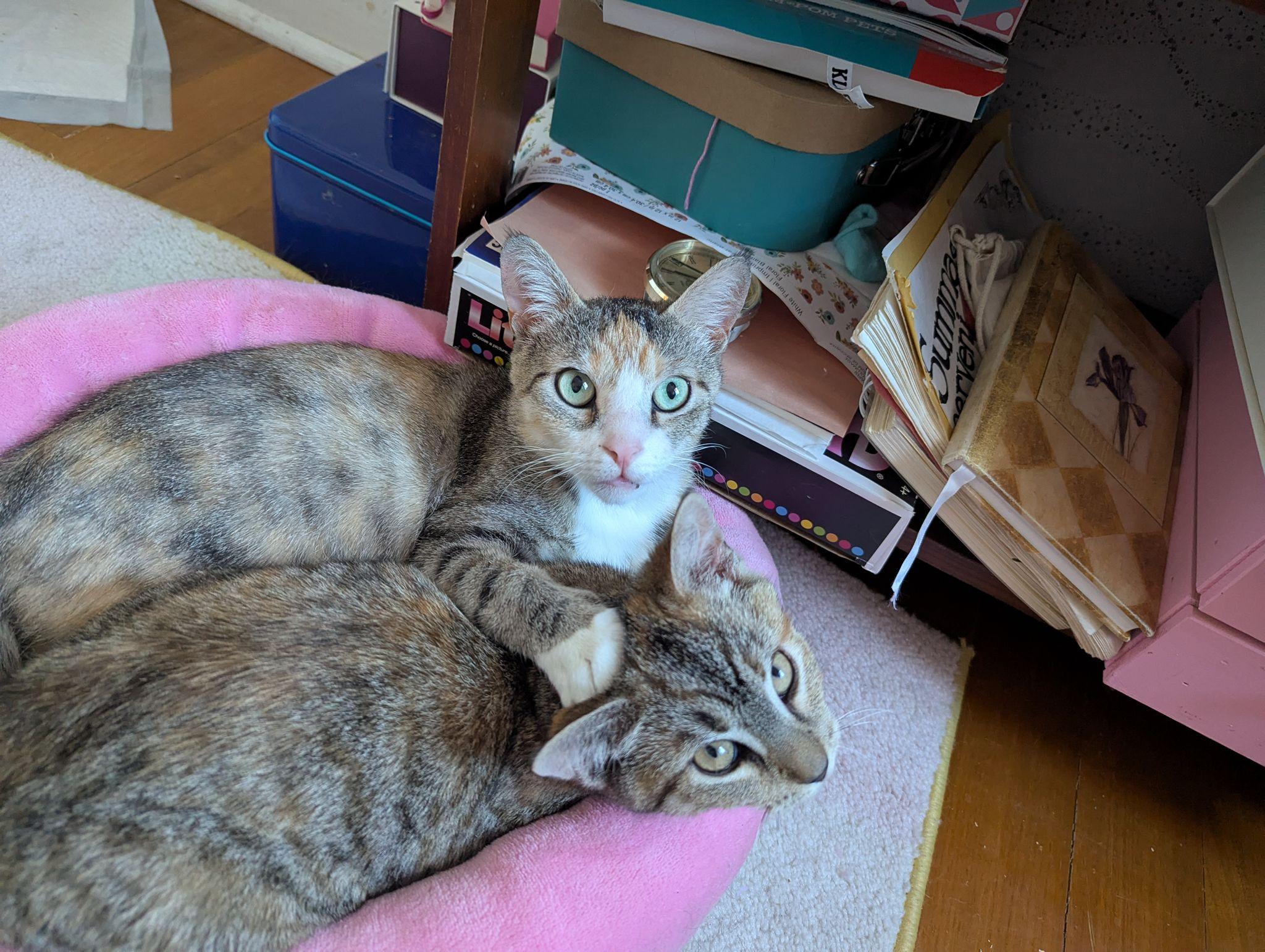 Enlarge Abbey, a Adoptable Domestic Short Hair in Jersey City, NJ image 6/6