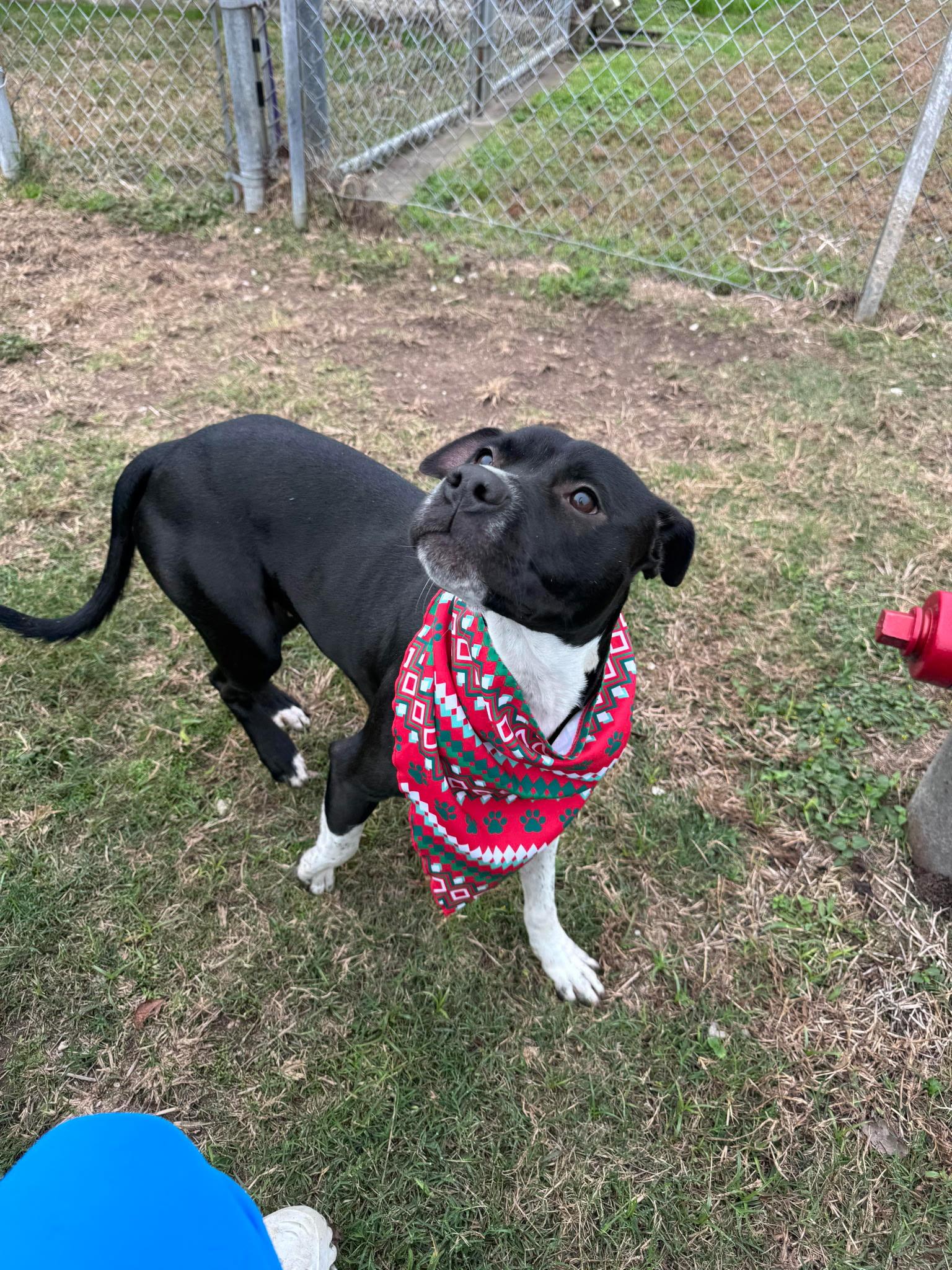 Enlarge Belle *Courtesy post. Out of town pet. See below for details*, an adopted Pit Bull Terrier in Eagle, ID image 3/3