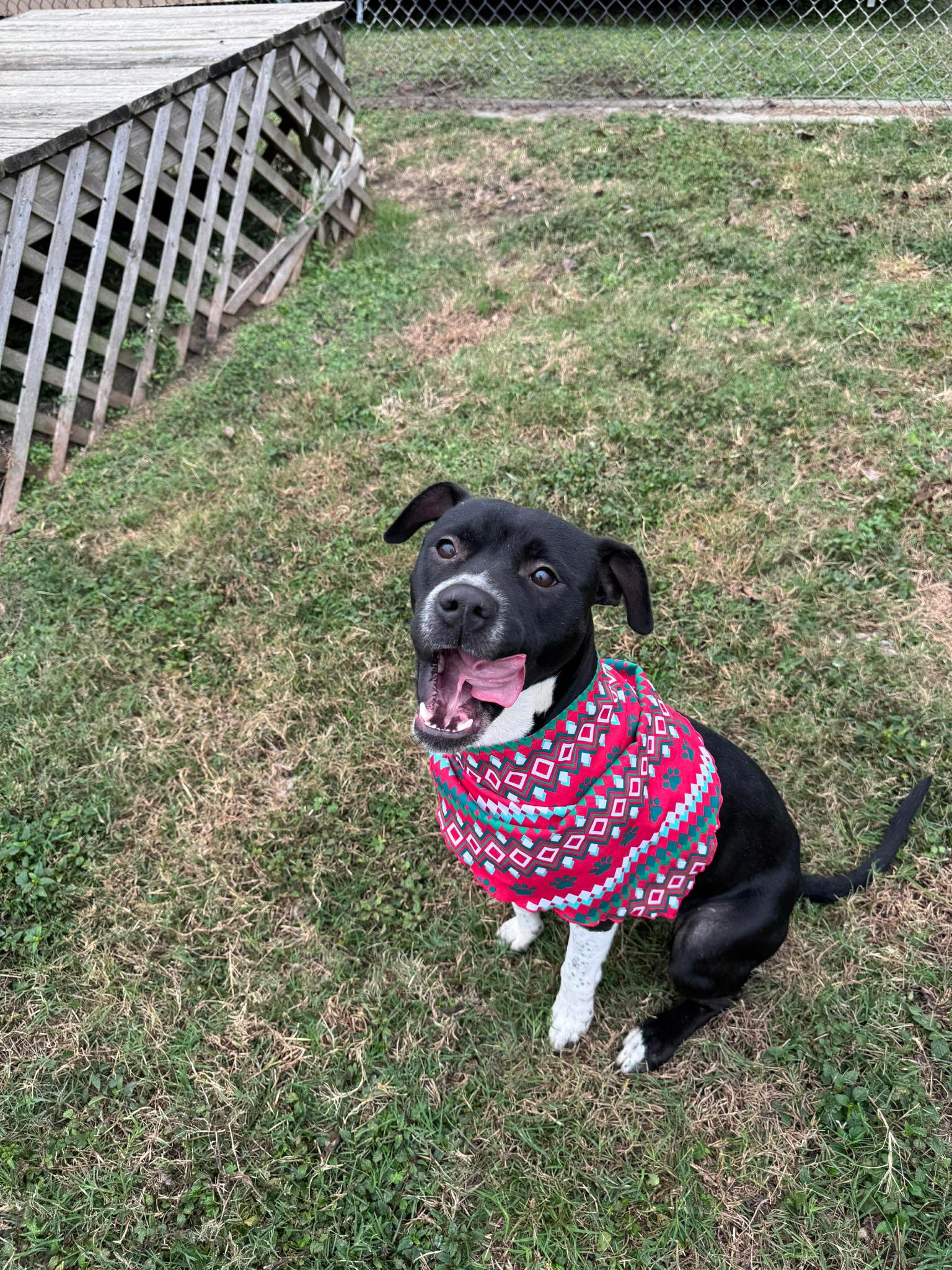 Enlarge Belle *Courtesy post. Out of town pet. See below for details*, an adopted Pit Bull Terrier in Eagle, ID image 2/3