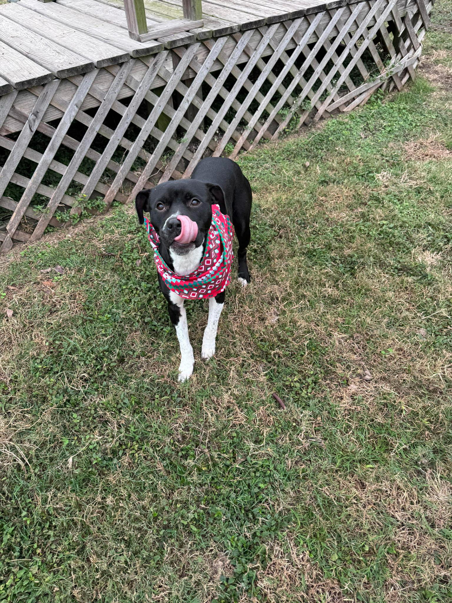 Enlarge Belle *Courtesy post. Out of town pet. See below for details*, an adopted Pit Bull Terrier in Eagle, ID image 1/3