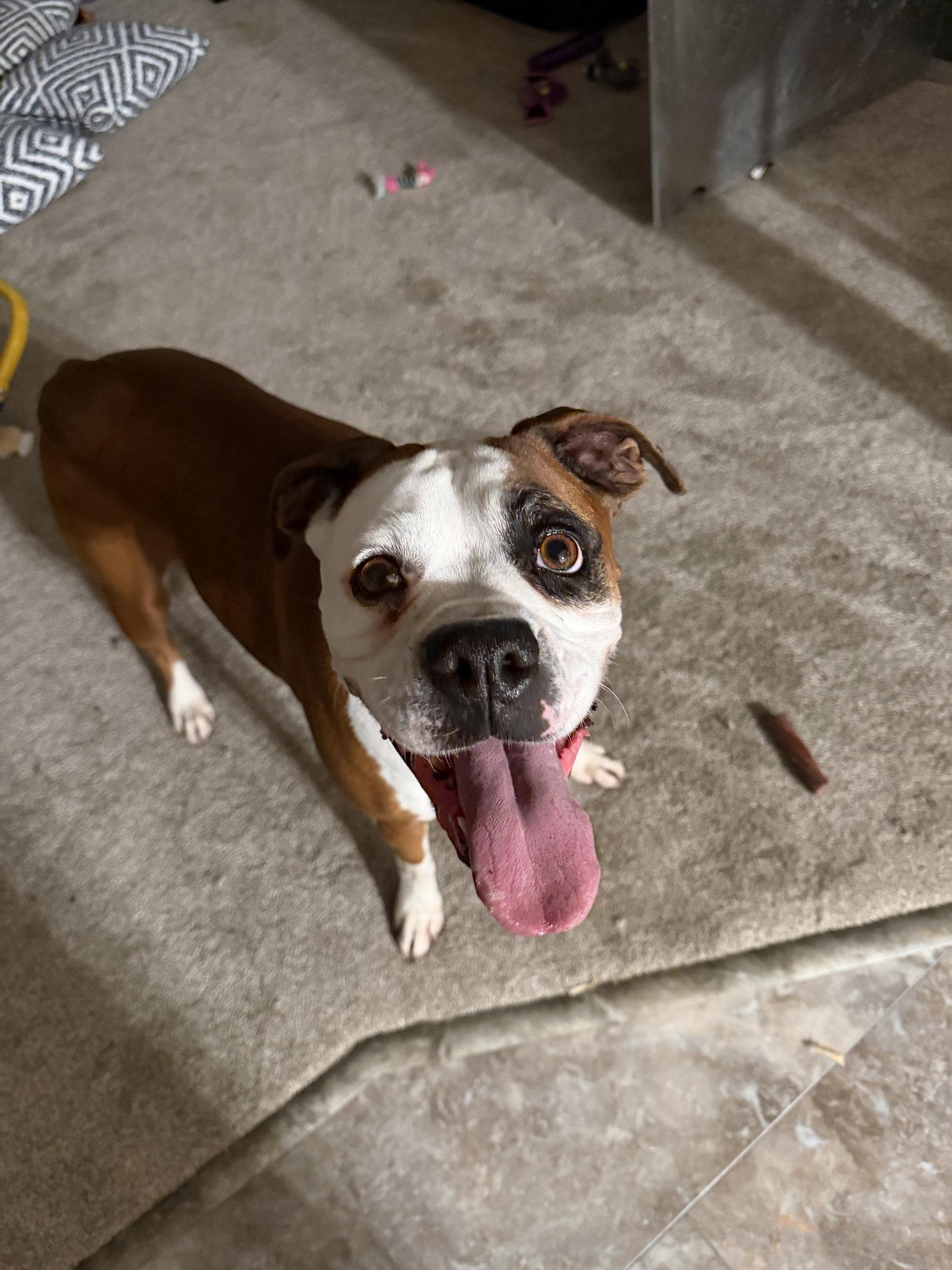 Sally, Adoptable, Young Female Boxer.