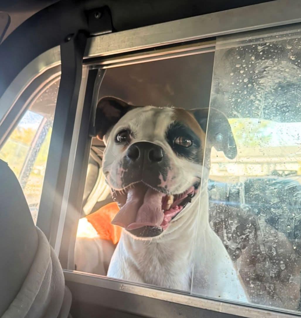 Enlarge Sally, a Adoptable Boxer in Woodbury, MN image 1/1