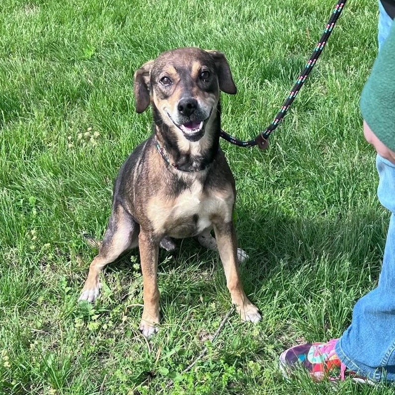 Forrest, a Adoptable mixed breed in Columbus, IN image 2/2