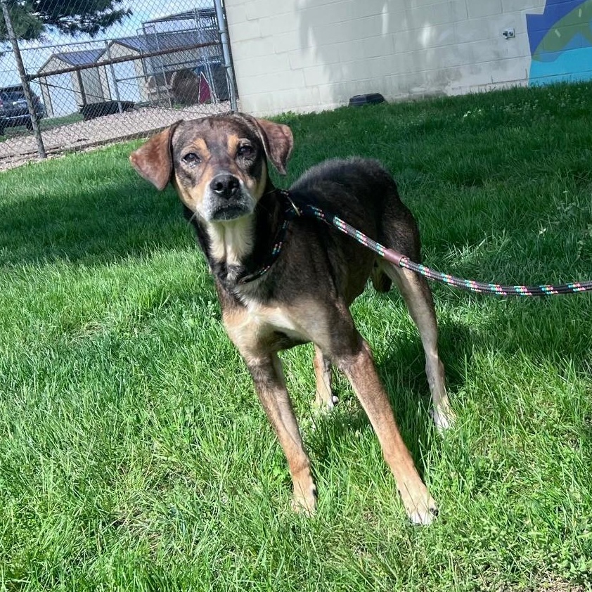 Forrest, Adoptable, Adult Male Hound.