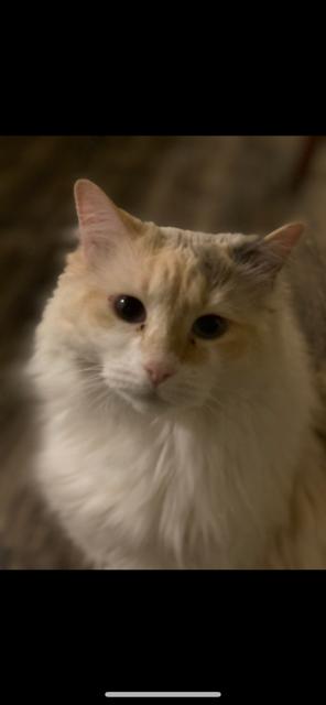 Snowy, an adoptable Maine Coon, Domestic Long Hair in Pasco, WA, 99301 | Photo Image 1