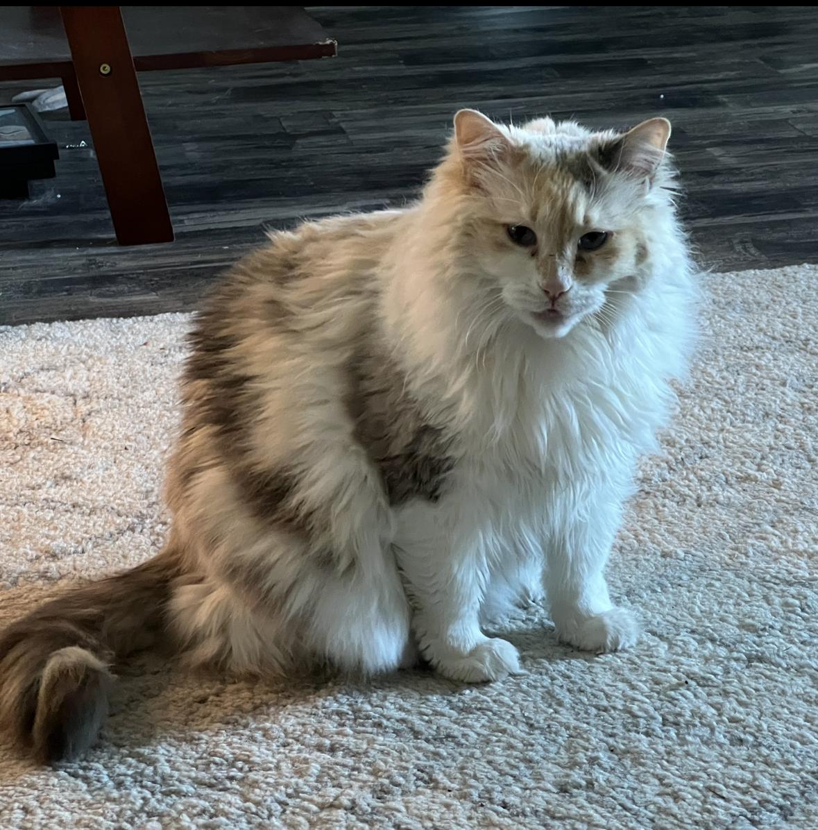 Snowy, an adoptable Maine Coon, Domestic Long Hair in Pasco, WA, 99301 | Photo Image 2