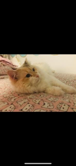 Snowy, an adoptable Maine Coon, Domestic Long Hair in Pasco, WA, 99301 | Photo Image 3