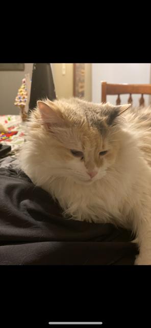 Snowy, an adoptable Maine Coon, Domestic Long Hair in Pasco, WA, 99301 | Photo Image 4