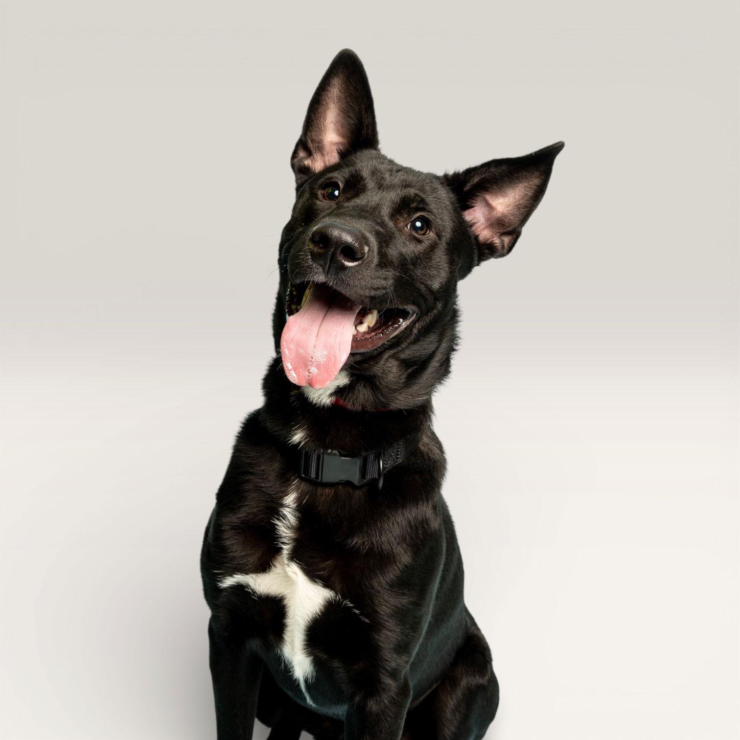 Enlarge Marlo, a Adopted Thai Ridgeback in Richardson, TX image 1/1