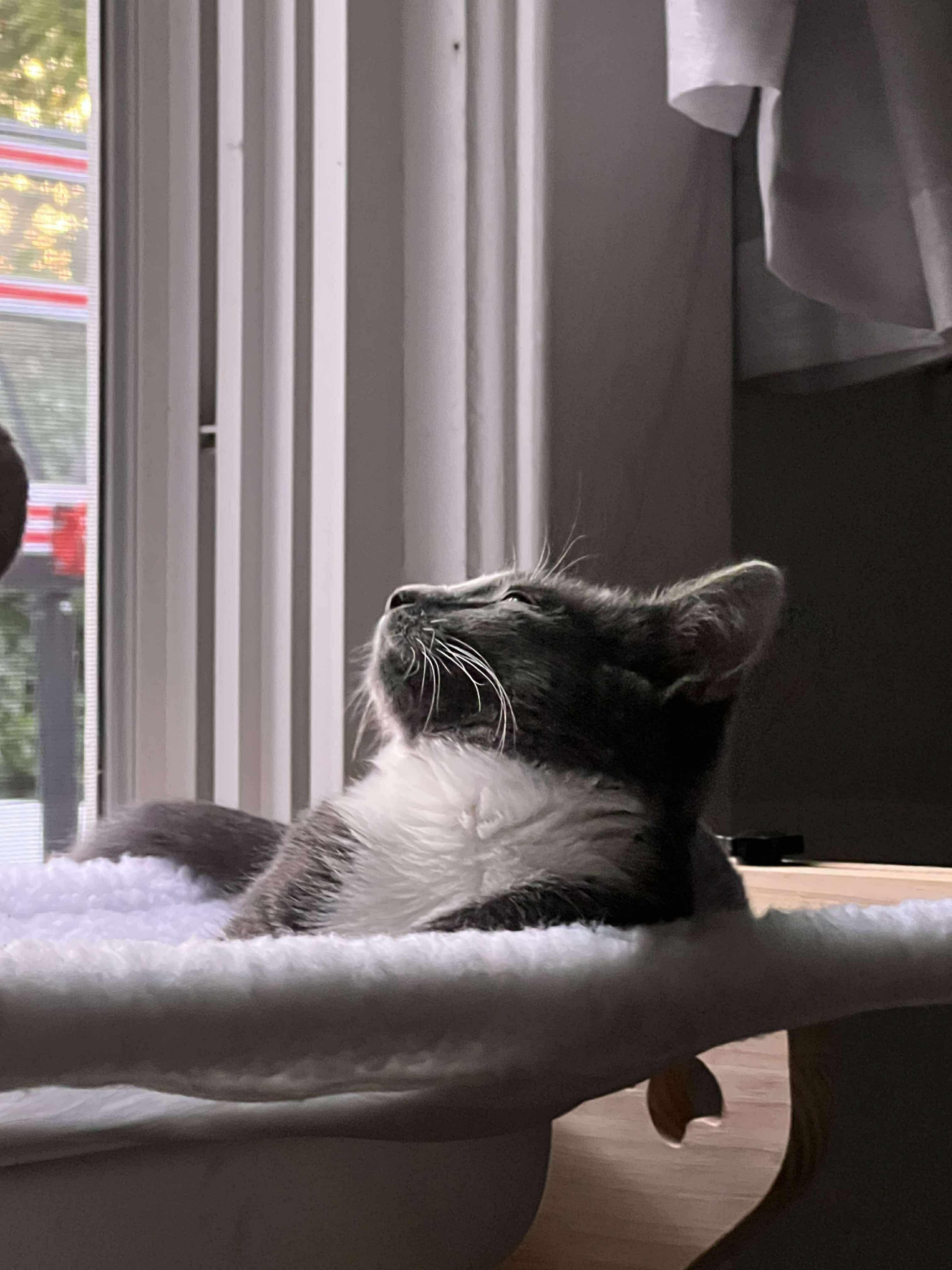 Princess Peach thumbnail 3