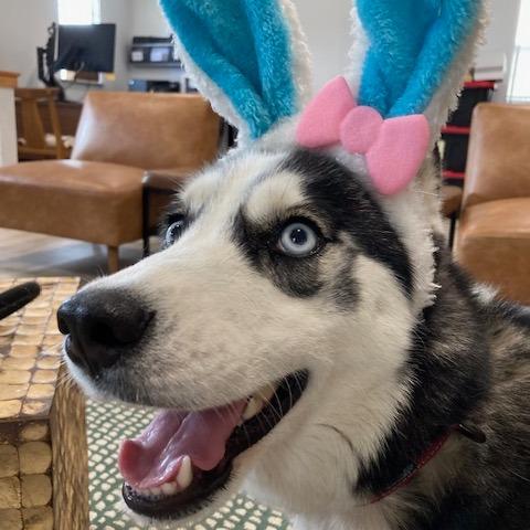 Enlarge RILEY (579), a Adoptable Husky in Indiantown, FL image 1/6