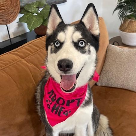 Enlarge RILEY (579), a Adoptable Husky in Indiantown, FL image 3/6