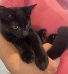 Dior, ADOPTABLE, Adult Female Domestic Short Hair.