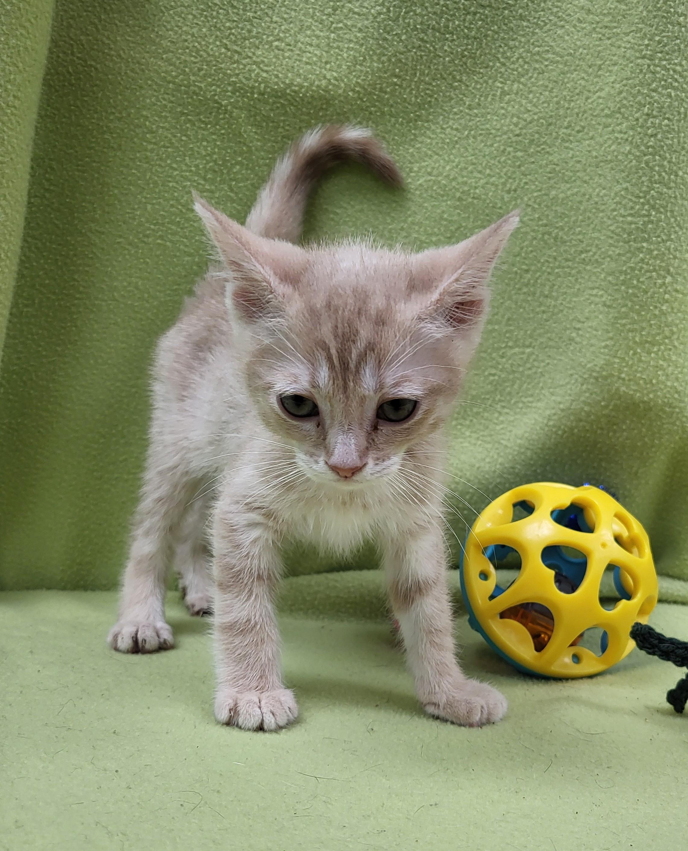 Enlarge Amur, a ADOPTABLE Domestic Short Hair in Bucyrus, OH image 3/3