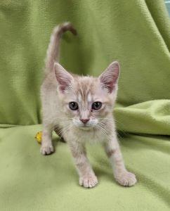 Enlarge Amur, a ADOPTABLE Domestic Short Hair in Bucyrus, OH image 1/3