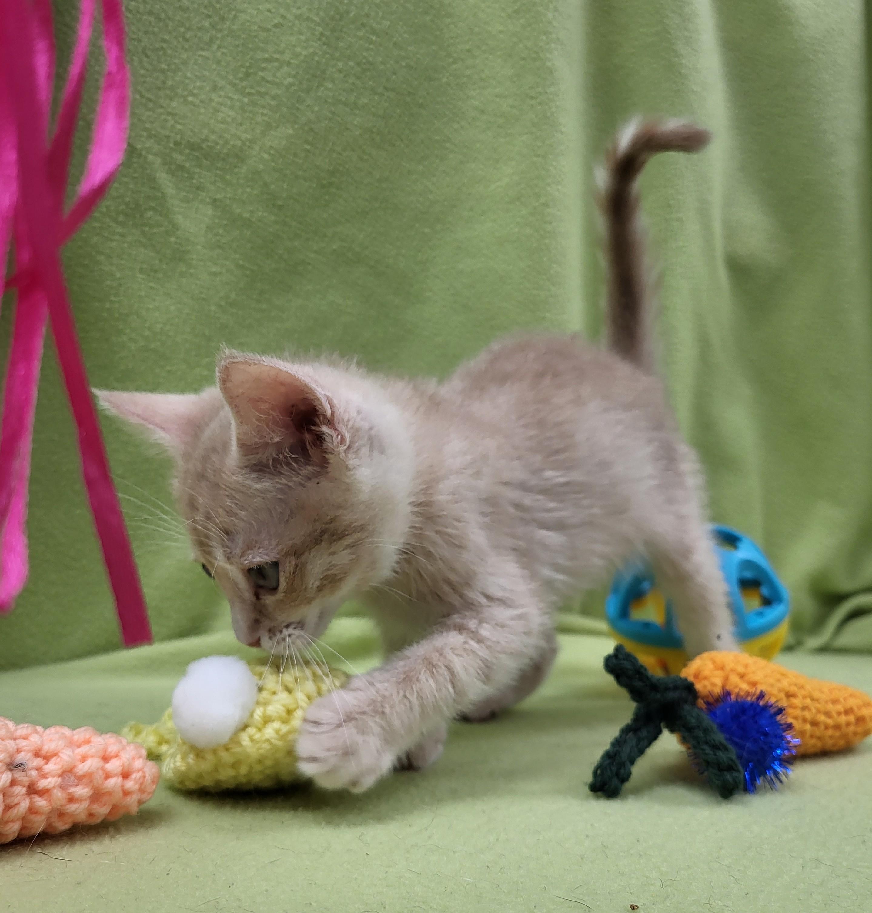 Enlarge Amur, a ADOPTABLE Domestic Short Hair in Bucyrus, OH image 2/3