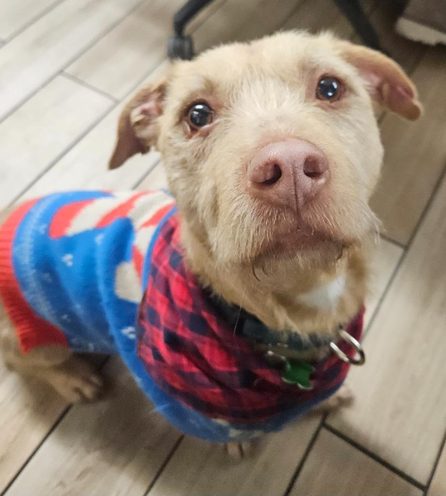 Enlarge Gilbert, a Adoptable mixed breed in North Syracuse, NY image 1/5