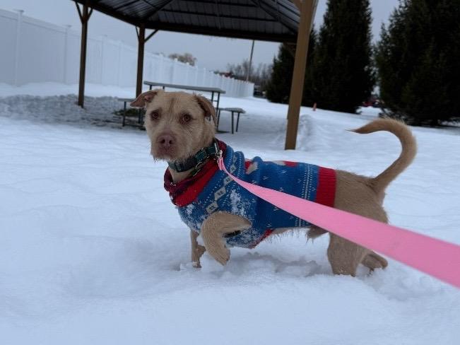 Enlarge Gilbert, a Adoptable mixed breed in North Syracuse, NY image 3/5