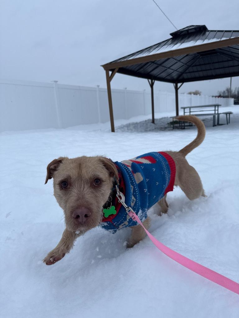 Enlarge Gilbert, a Adoptable mixed breed in North Syracuse, NY image 4/5