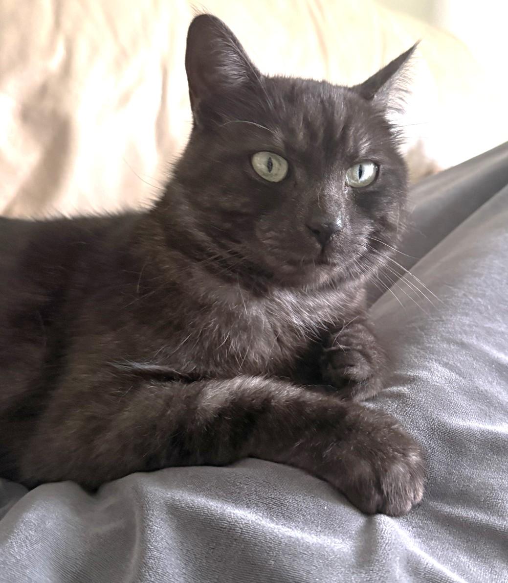 Trellis, a ADOPTABLE Domestic Short Hair in Stoney Creek, ON image 2/5