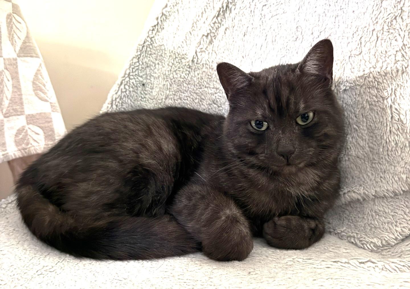 Trellis, a ADOPTABLE Domestic Short Hair in Stoney Creek, ON image 1/5