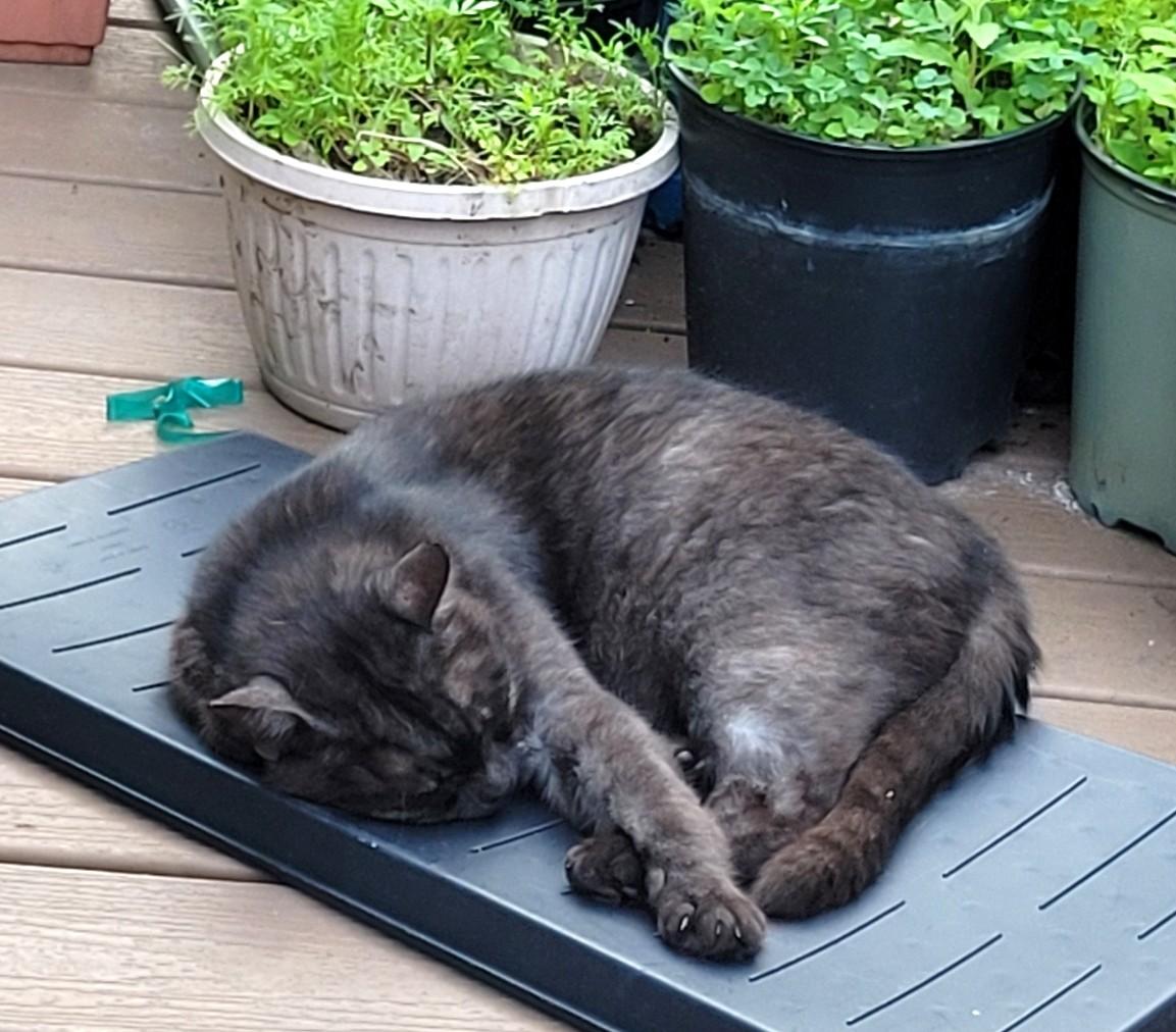 Enlarge Sir Trellis - FOSTER NEEDED, a ADOPTABLE Domestic Short Hair in Stoney Creek, ON image 4/5