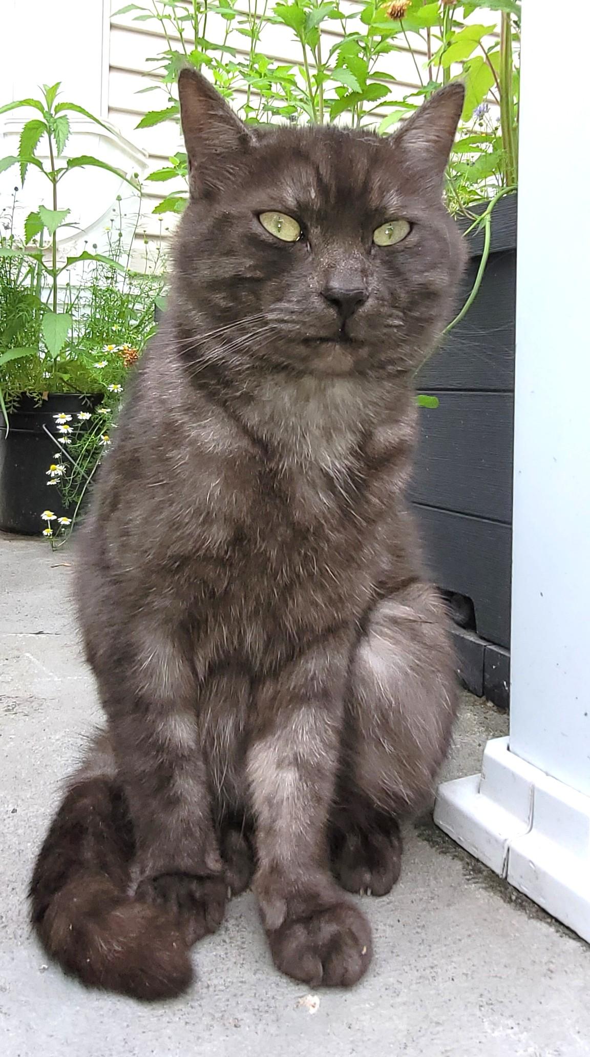 Enlarge Sir Trellis - FOSTER NEEDED, a ADOPTABLE Domestic Short Hair in Stoney Creek, ON image 5/5