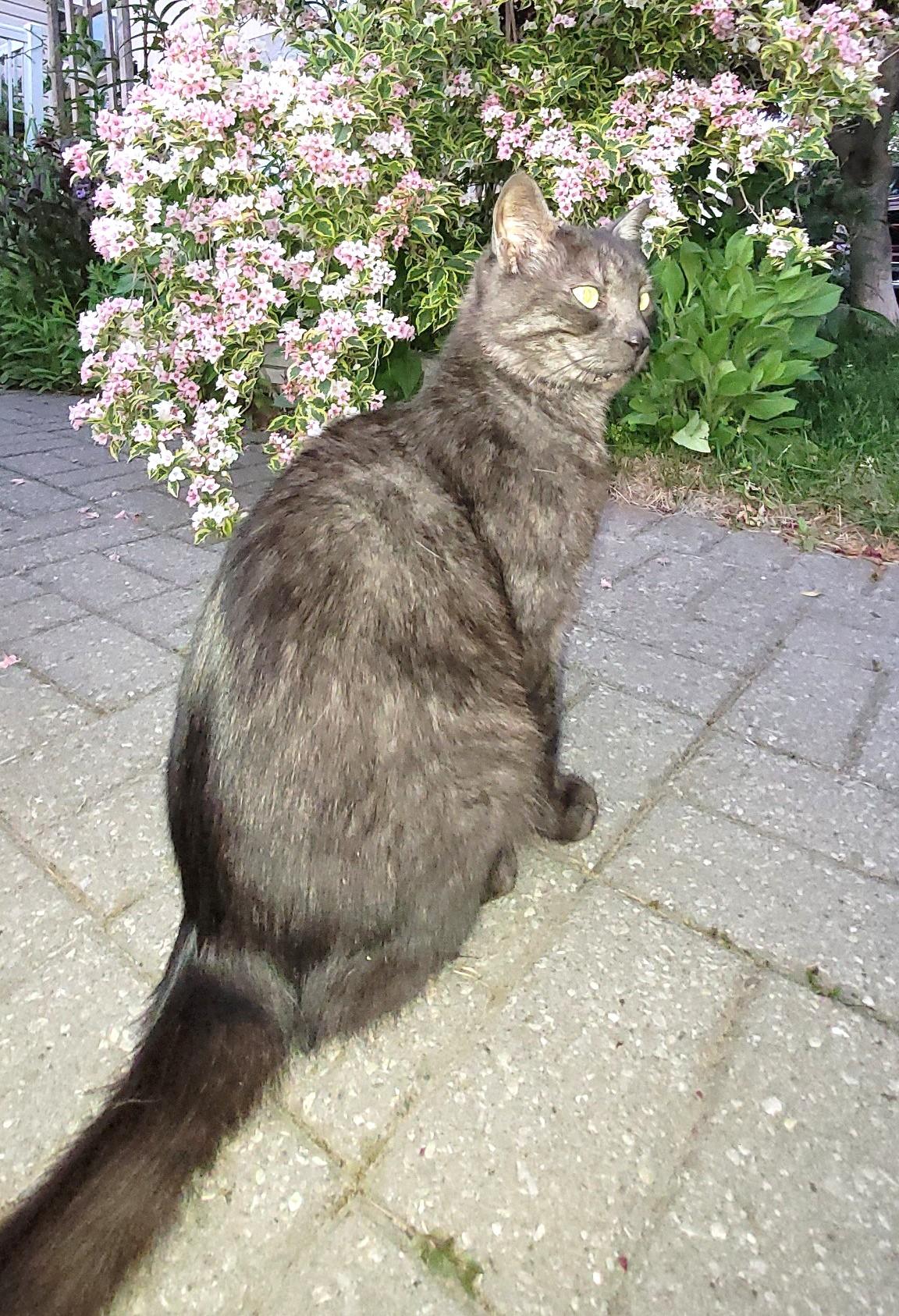 Enlarge Sir Trellis - FOSTER NEEDED, a ADOPTABLE Domestic Short Hair in Stoney Creek, ON image 3/5