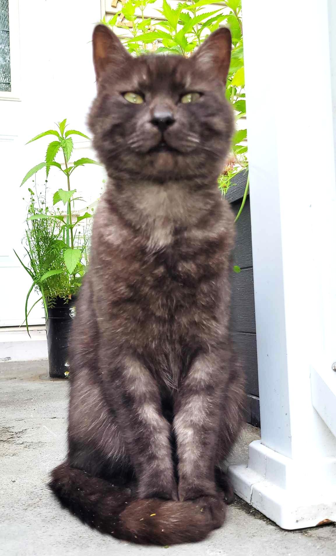 Sir Trellis - FOSTER NEEDED, ADOPTABLE, Adult Male Domestic Short Hair.