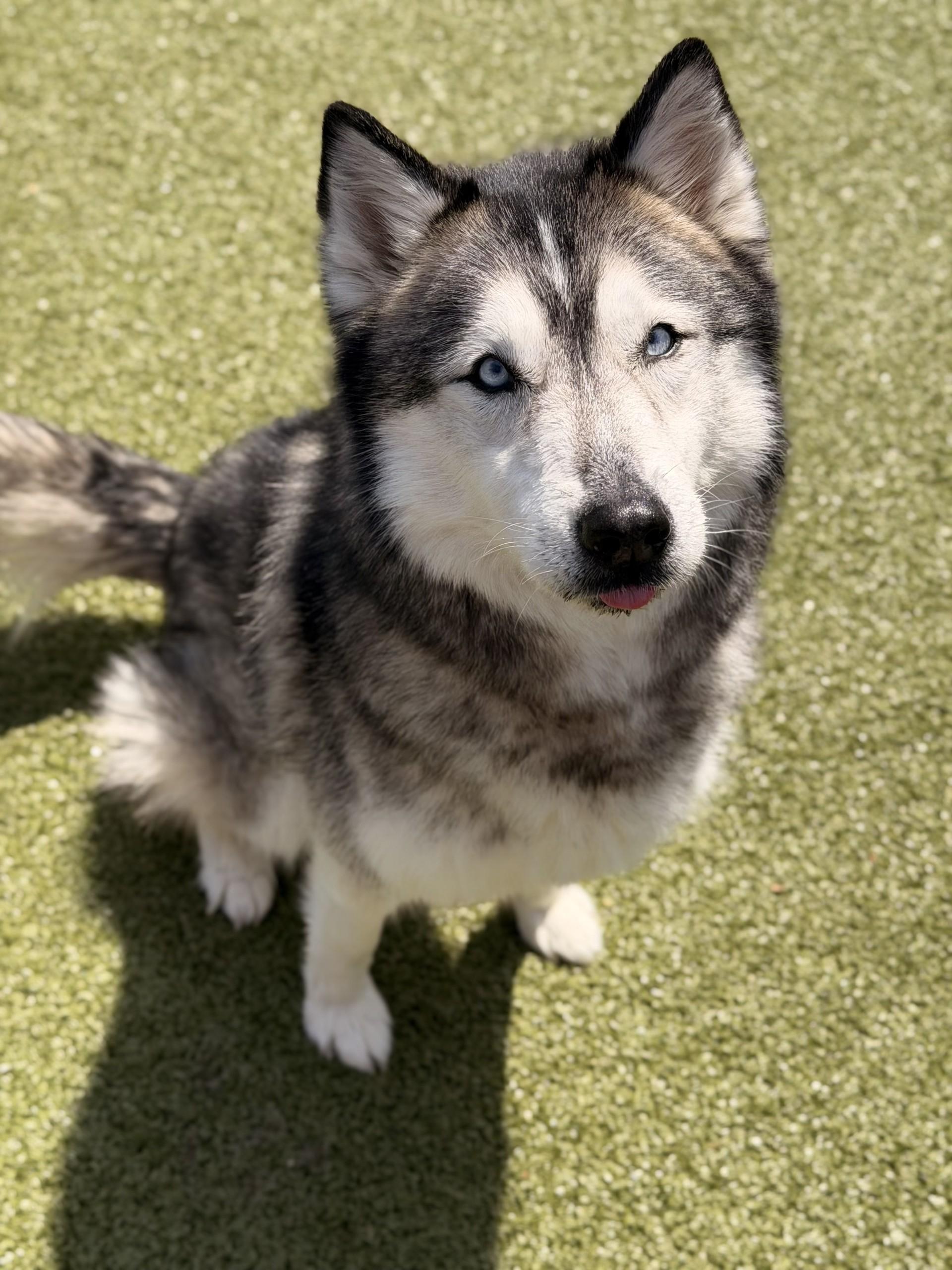 Juno, ADOPTABLE, Senior Female Husky.