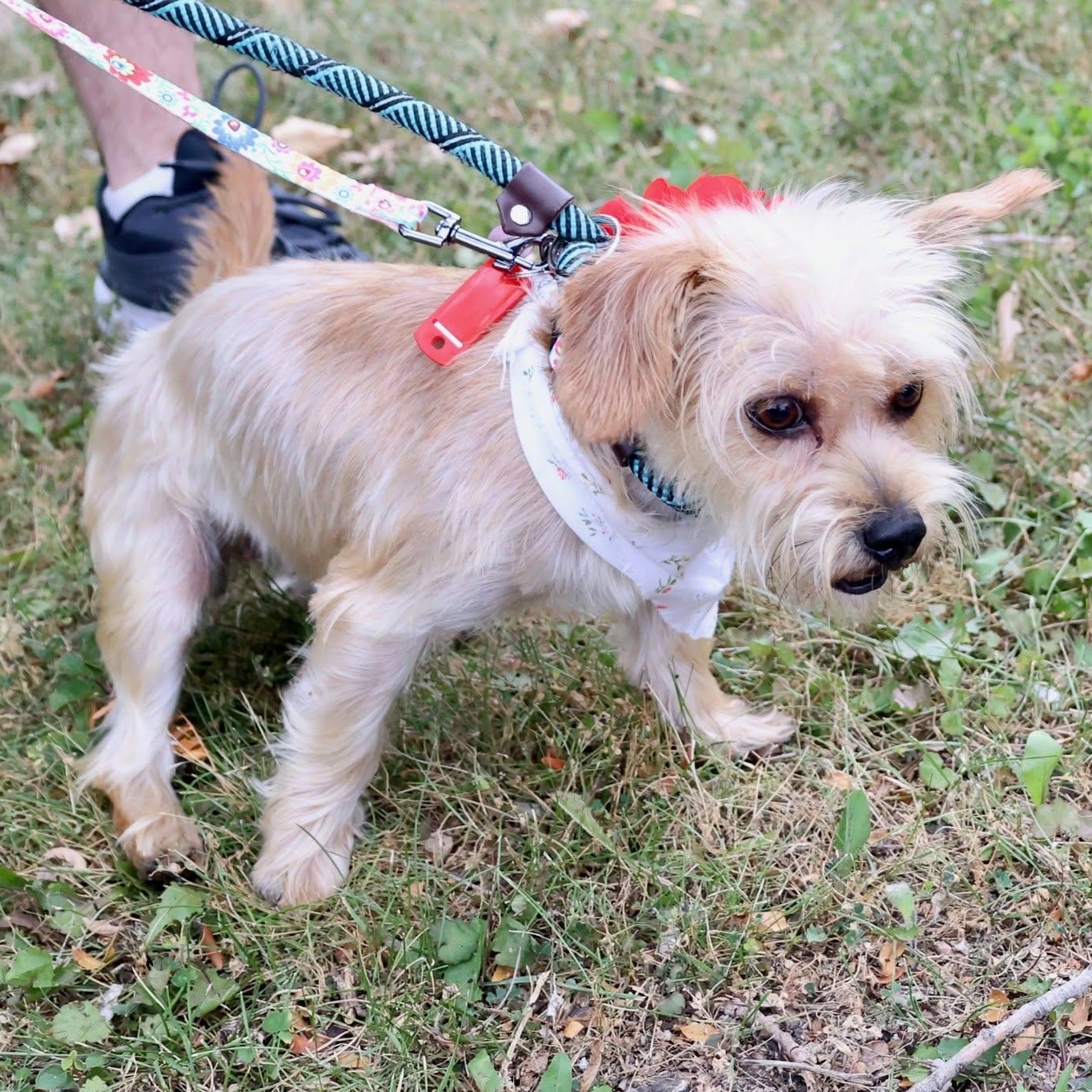 Enlarge Chai, an adoptable mixed breed in Palatine, IL image 2/3