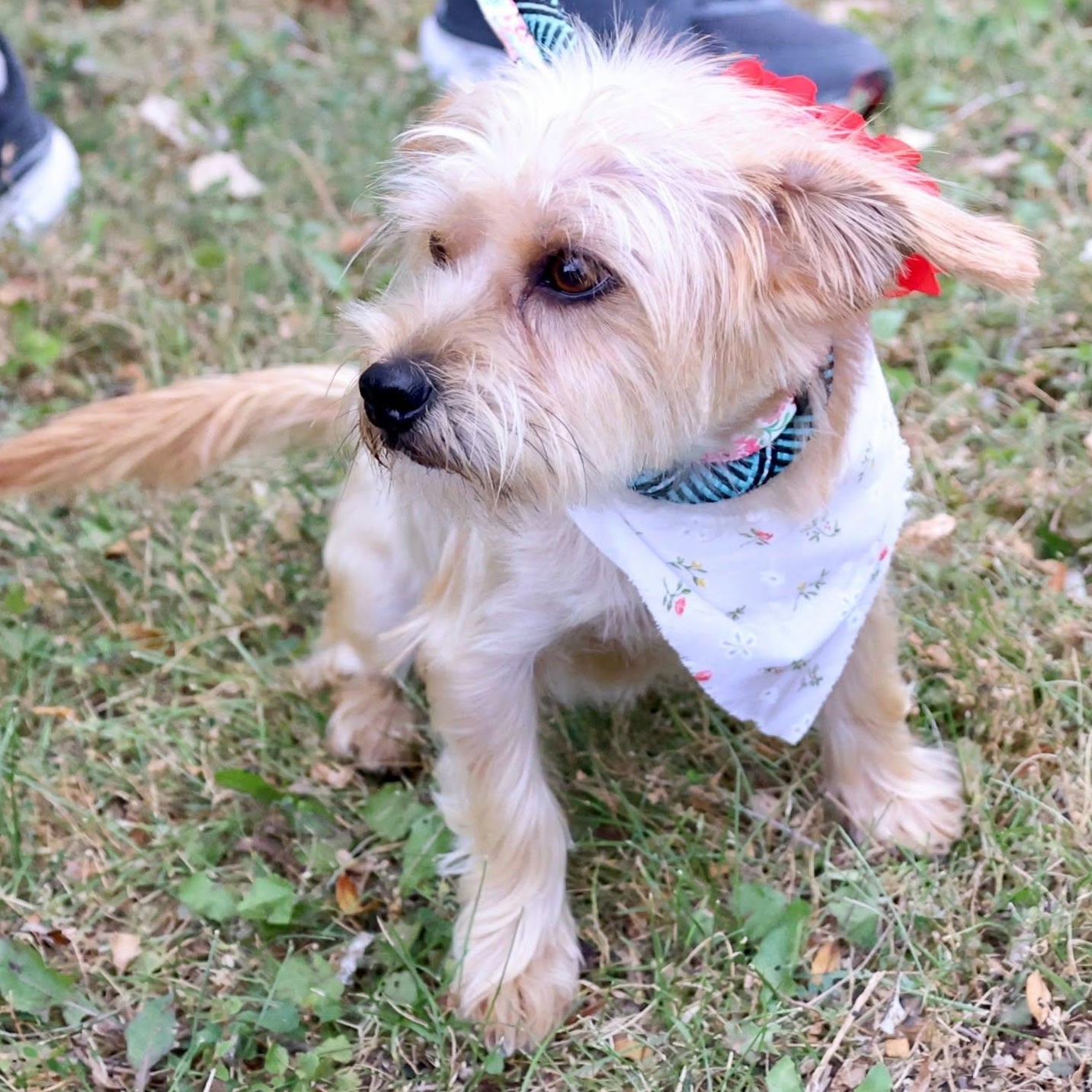 Enlarge Chai, an adoptable mixed breed in Palatine, IL image 3/3