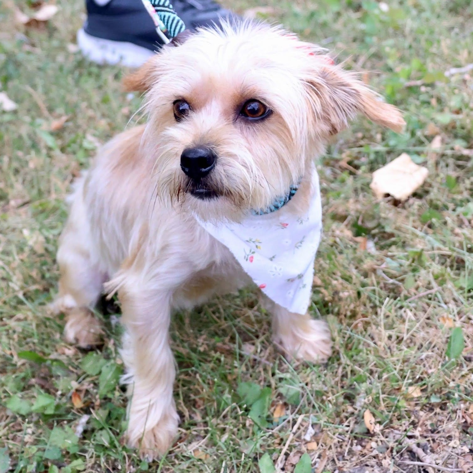 Enlarge Chai, an adoptable mixed breed in Palatine, IL image 1/3