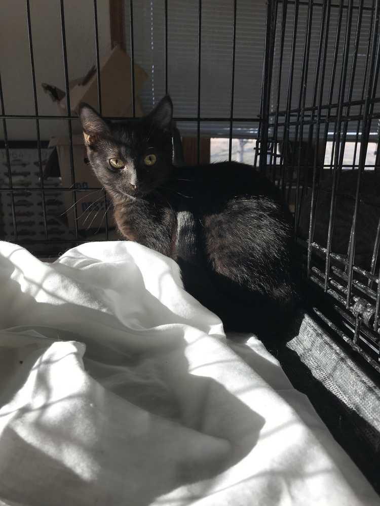 Daisy May, Adoptable, Adult Female Domestic Short Hair.