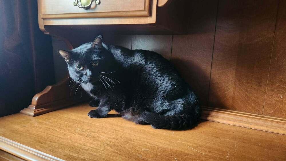 Daisy May, a Adoptable Domestic Short Hair in Peoria, IL image 2/2