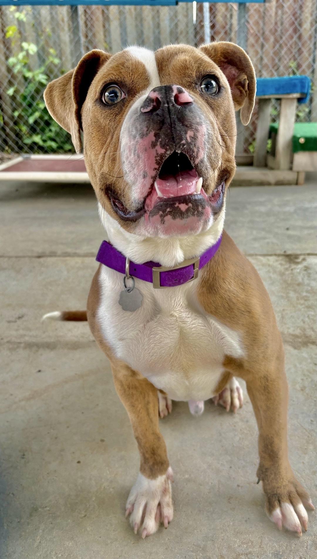 Enlarge Orwell, a Adoptable mixed breed in Oxford, MI image 5/6