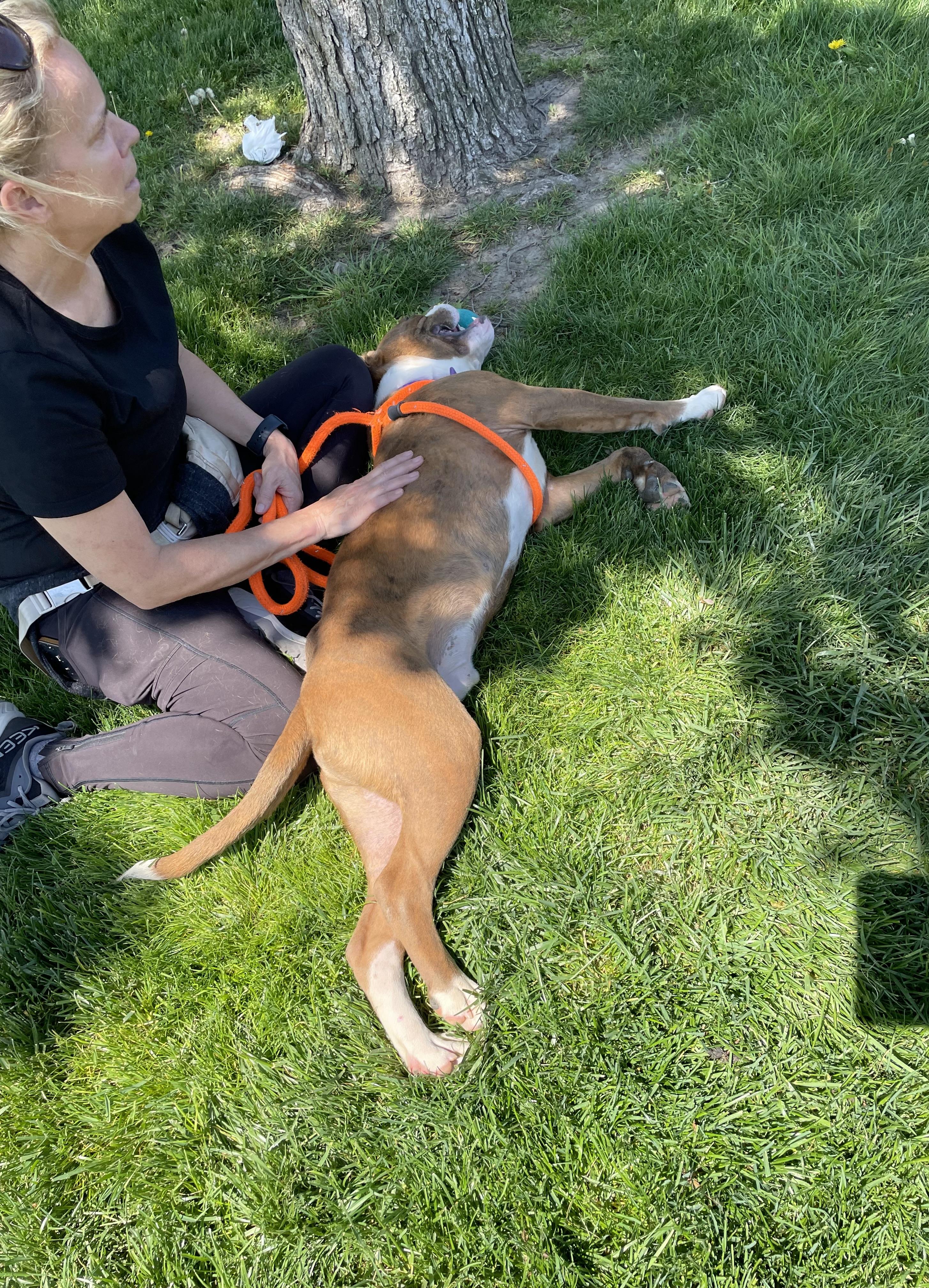 Enlarge Orwell, a Adoptable mixed breed in Oxford, MI image 6/6