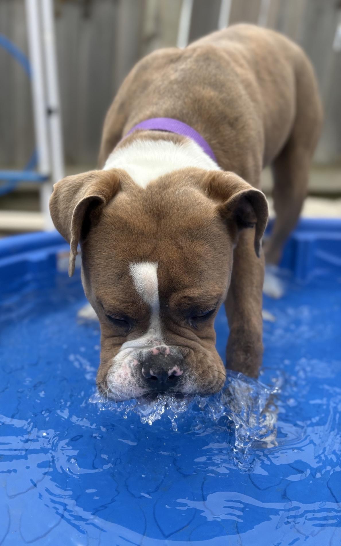 Enlarge Orwell, a Adoptable mixed breed in Oxford, MI image 1/6