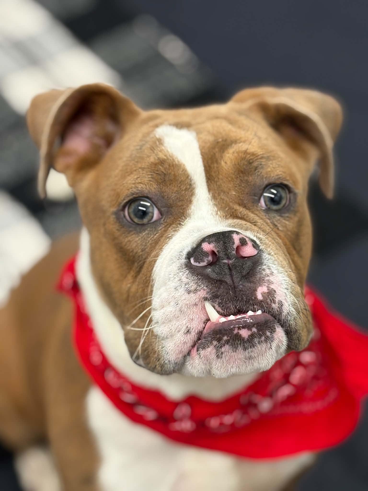Enlarge Orwell, a Adoptable mixed breed in Oxford, MI image 1/5