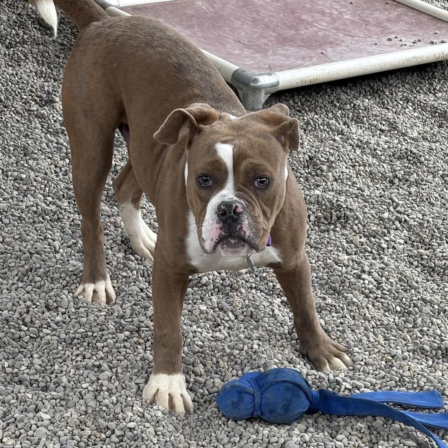 Enlarge Orwell, a Adoptable mixed breed in Oxford, MI image 4/5