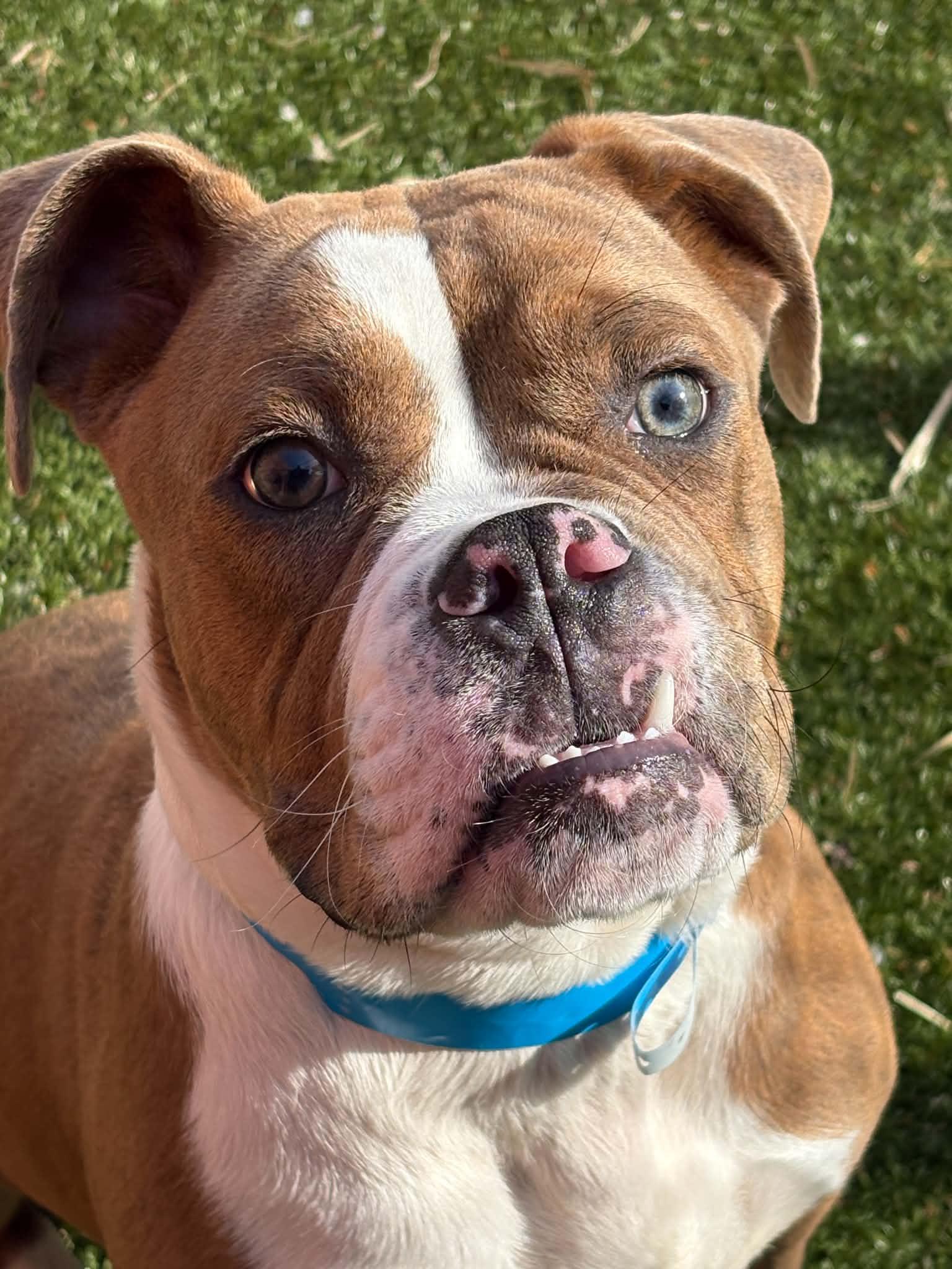 Enlarge Orwell, a Adoptable mixed breed in Oxford, MI image 3/5
