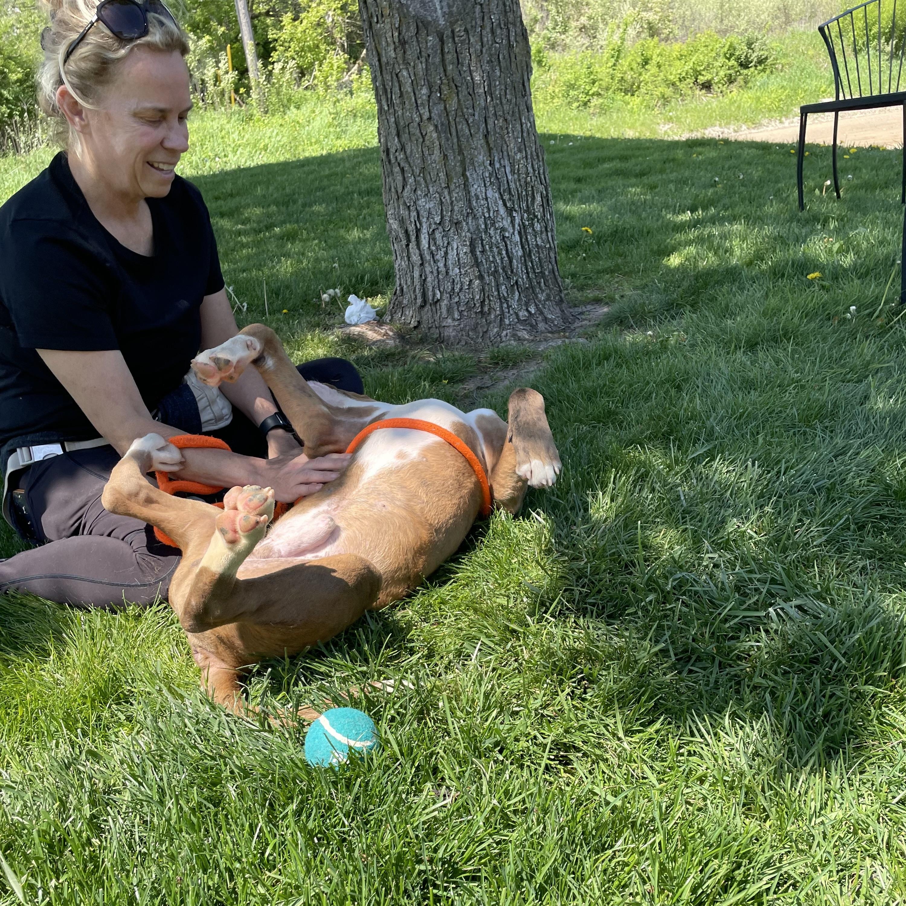 Enlarge Orwell, a Adoptable mixed breed in Oxford, MI image 5/6