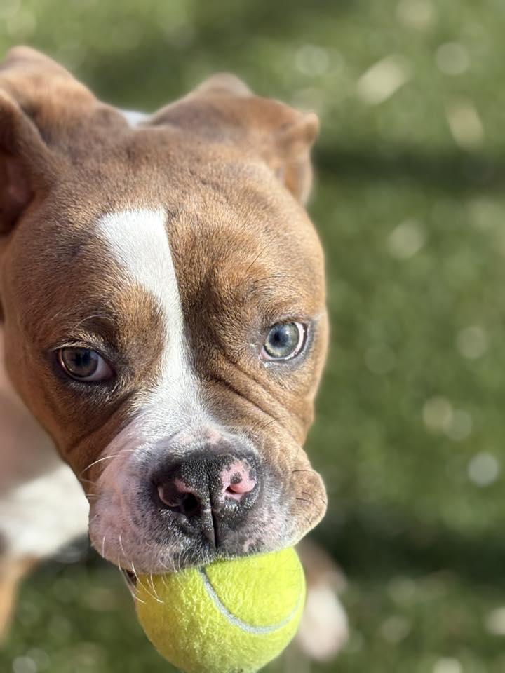 Enlarge Orwell, a Adoptable mixed breed in Oxford, MI image 5/5