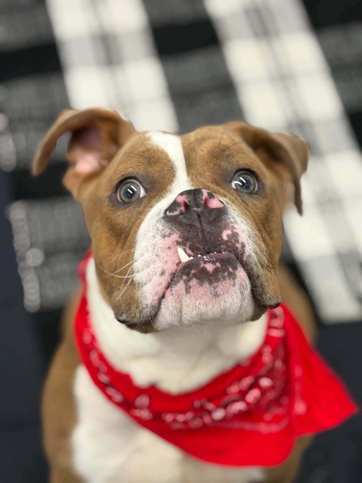 Enlarge Orwell, a Adoptable mixed breed in Oxford, MI image 2/5
