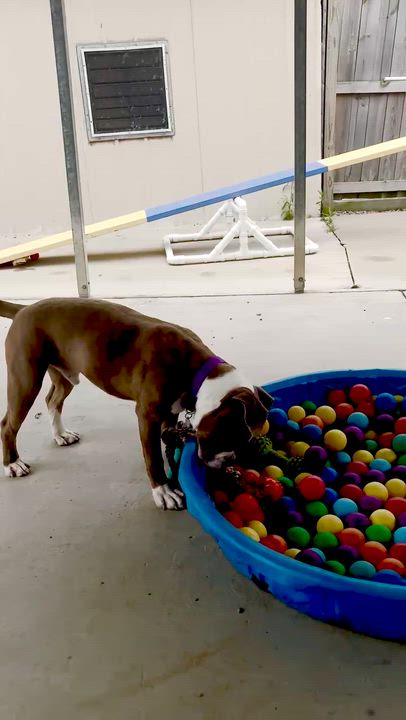Enlarge Orwell, a Adoptable mixed breed in Oxford, MI video 6/6