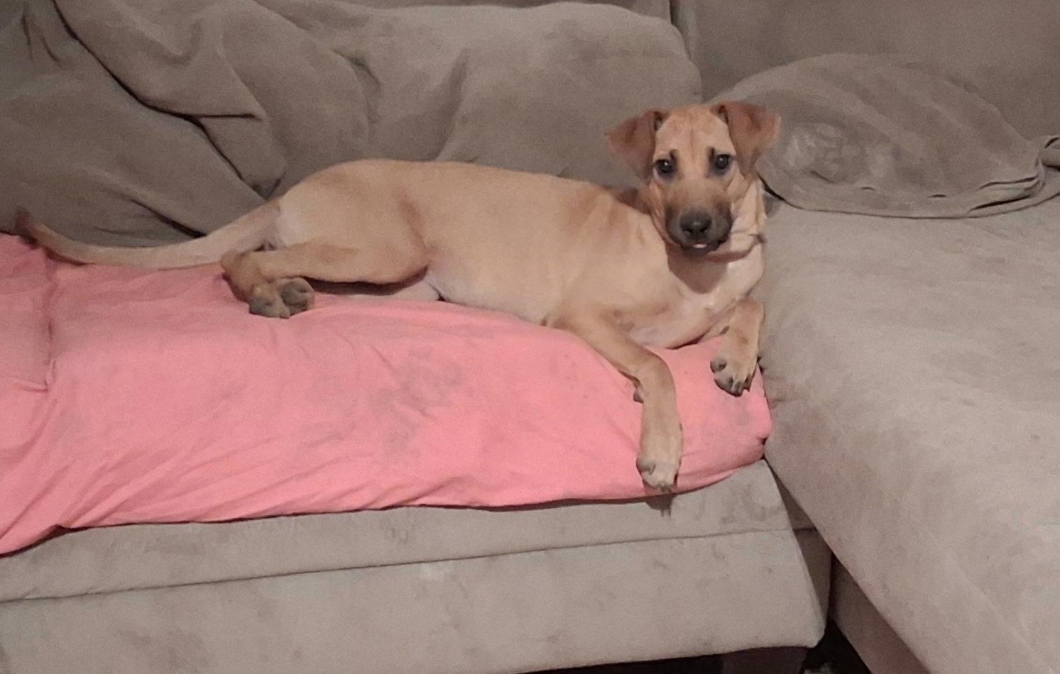 Enlarge Loretta, a ADOPTABLE mixed breed in Mokena, IL image 3/5